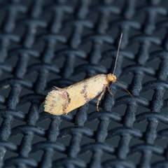 Diasceta terpnopis (A Concealer moth (Barea Group)) at Harrison, ACT - 2 Dec 2024 by DPRees125