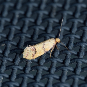 Diasceta terpnopis (A Concealer moth (Barea Group)) at Harrison, ACT by DPRees125