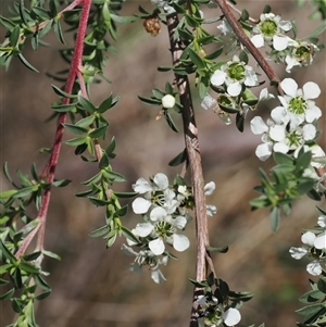 Leptospermum myrtifolium at Uriarra Village, ACT - 2 Dec 2024