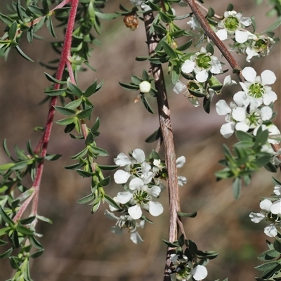 Leptospermum myrtifolium (Myrtle Teatree) at Uriarra Village, ACT - 2 Dec 2024 by RAllen