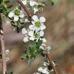 Leptospermum myrtifolium at Uriarra Village, ACT - 2 Dec 2024