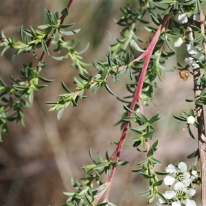 Leptospermum myrtifolium at Uriarra Village, ACT - 2 Dec 2024