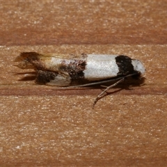 Monopis meliorella (Blotched Monopis Moth) at Freshwater Creek, VIC - 10 Apr 2020 by WendyEM