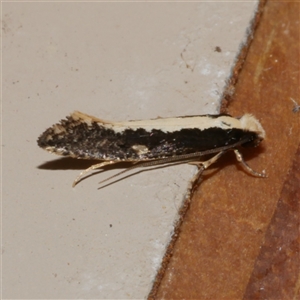 Monopis ethelella (Dead Sheep's Moth) at Freshwater Creek, VIC by WendyEM