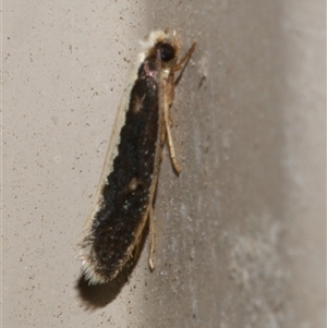 Monopis ethelella (Dead Sheep's Moth) at Freshwater Creek, VIC by WendyEM