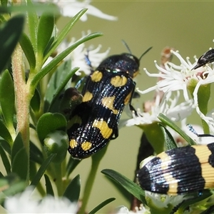 Castiarina octospilota at Uriarra Village, ACT - 2 Dec 2024 02:23 PM