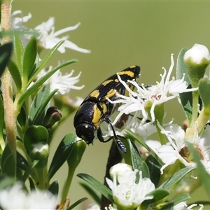 Castiarina octospilota at Uriarra Village, ACT - 2 Dec 2024 02:23 PM