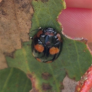 Paropsisterna beata at Tarago, NSW - 3 Dec 2024