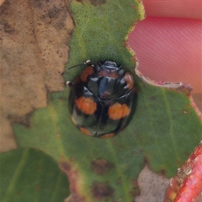 Paropsisterna beata (Blessed Leaf Beetle) at Tarago, NSW - 3 Dec 2024 by clarehoneydove