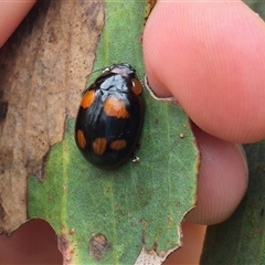 Paropsisterna beata at Tarago, NSW - 3 Dec 2024