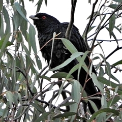 Eudynamys orientalis (Pacific Koel) at Goulburn, NSW - 3 Dec 2024 by Milly