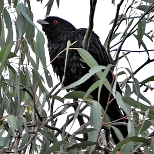 Eudynamys orientalis (Pacific Koel) at Goulburn, NSW by Milly