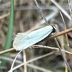 Edosa idiochroa at Ainslie, ACT - 16 Nov 2024 by Pirom