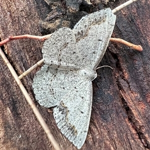 Taxeotis intextata at Ainslie, ACT - 1 Dec 2024