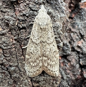 Heteromicta pachytera at Ainslie, ACT - 1 Dec 2024