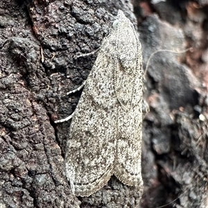 Heteromicta pachytera at Ainslie, ACT - 1 Dec 2024