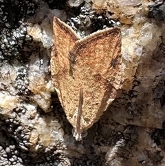 Meritastis ursina (A Tortricid moth) at Tennent, ACT - 2 Dec 2024 by Pirom