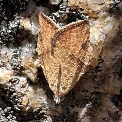 Meritastis ursina (A Tortricid moth) at Tennent, ACT - 2 Dec 2024 by Pirom