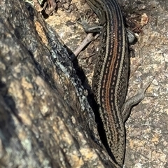 Liopholis whitii (White's Skink) at Tennent, ACT - 2 Dec 2024 by Pirom