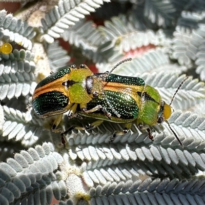 Calomela bartoni (Acacia Leaf Beetle) at Tennent, ACT - 2 Dec 2024 by Pirom