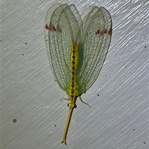 Norfolius howensis (Diamond-banded Nymphid) at Ainslie, ACT by Pirom