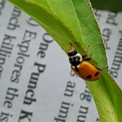 Hippodamia variegata (Spotted Amber Ladybird) at Isaacs, ACT - 3 Dec 2024 by Mike