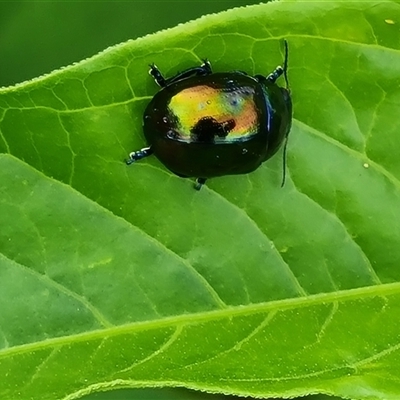 Callidemum hypochalceum (Hop-bush leaf beetle) at Isaacs, ACT - 3 Dec 2024 by Mike