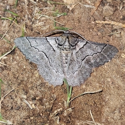 Hypobapta tachyhalotaria (Varied Grey) at Braidwood, NSW - 3 Dec 2024 by MatthewFrawley