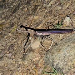 Archimantis latistyla (Stick Mantis, Large Brown Mantis) at Braidwood, NSW - 3 Dec 2024 by MatthewFrawley