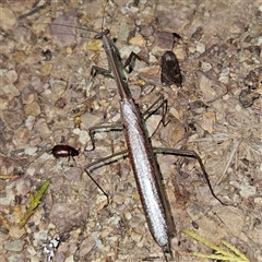 Archimantis latistyla at Braidwood, NSW - 3 Dec 2024 09:38 PM