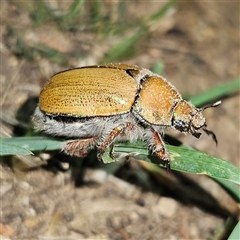 Anoplognathus suturalis (Centreline Christmas beetle) at Braidwood, NSW - 3 Dec 2024 by MatthewFrawley