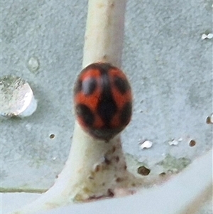 Novius bellus (A ladybird) at Tarago, NSW by clarehoneydove