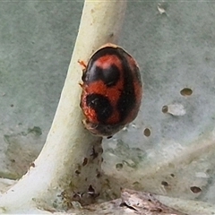 Novius bellus at Tarago, NSW - 3 Dec 2024 03:13 PM