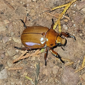 Anoplognathus viriditarsis (Green-footed Christmas beetle) at Braidwood, NSW by MatthewFrawley