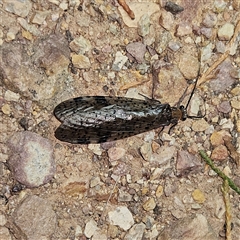 Archichauliodes (Riekochauliodes) guttiferus (Dobsonfly or Fishfly) at Braidwood, NSW - 3 Dec 2024 by MatthewFrawley