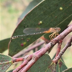 Unidentified Damselfly (Zygoptera) at Tarago, NSW - 3 Dec 2024 by clarehoneydove