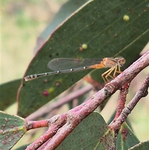 Xanthagrion erythroneurum at Tarago, NSW - 3 Dec 2024 04:48 PM