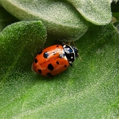 Hippodamia variegata (Spotted Amber Ladybird) at Goulburn, NSW - 2 Dec 2024 by Milly