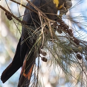 Calyptorhynchus lathami lathami (Glossy Black-Cockatoo) at Penrose, NSW by Aussiegall