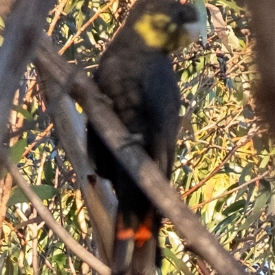 Calyptorhynchus lathami lathami (Glossy Black-Cockatoo) at Wingello, NSW - 26 Mar 2024 by Aussiegall