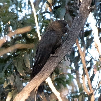 Calyptorhynchus lathami lathami (Glossy Black-Cockatoo) at Wingello, NSW - 26 Mar 2024 by Aussiegall