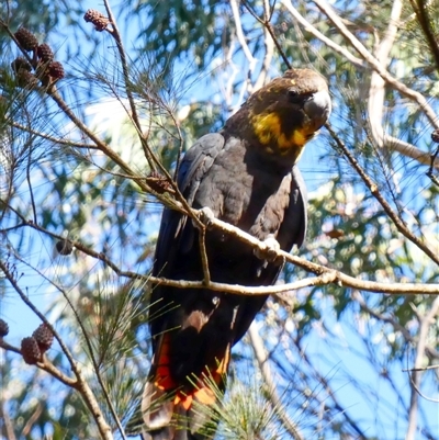 Calyptorhynchus lathami lathami (Glossy Black-Cockatoo) at Wingello, NSW - 7 Aug 2022 by GITM1