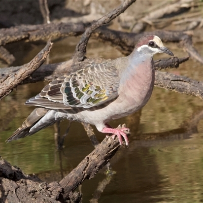 Phaps chalcoptera (Common Bronzewing) at Hackett, ACT - 23 Nov 2024 by Pirom