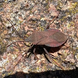 Amorbus sp. (genus) at Tennent, ACT - 2 Dec 2024 01:11 PM