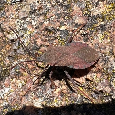 Amorbus sp. (genus) (Eucalyptus Tip bug) at Tennent, ACT - 2 Dec 2024 by Pirom