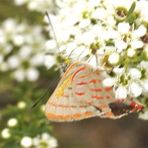 Hypochrysops delicia at Googong, NSW - suppressed