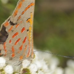 Hypochrysops delicia at Googong, NSW - suppressed