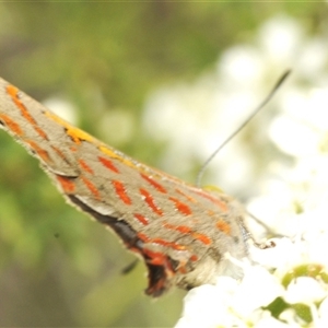 Hypochrysops delicia at Googong, NSW - suppressed