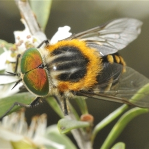 Scaptia (Scaptia) auriflua at Yarrow, NSW by Harrisi