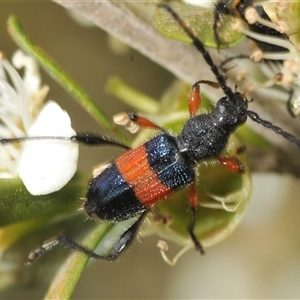 Obrida fascialis at Yarrow, NSW - 3 Dec 2024